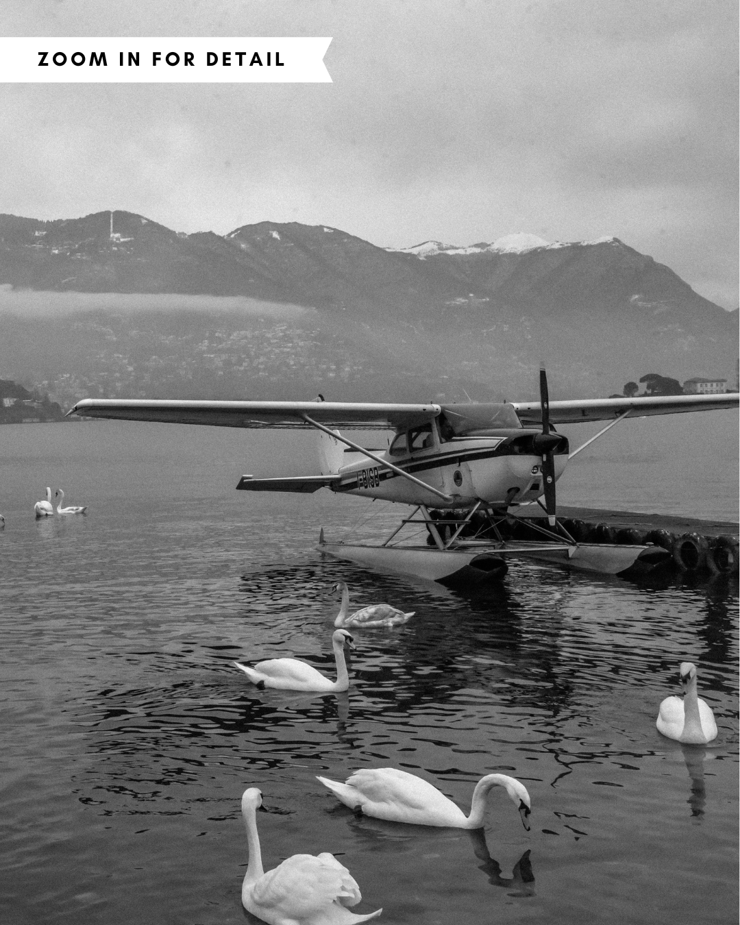 Swan Dive on Lake Como (Black and White)