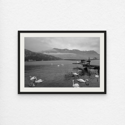 Swan Dive on Lake Como (Black and White)