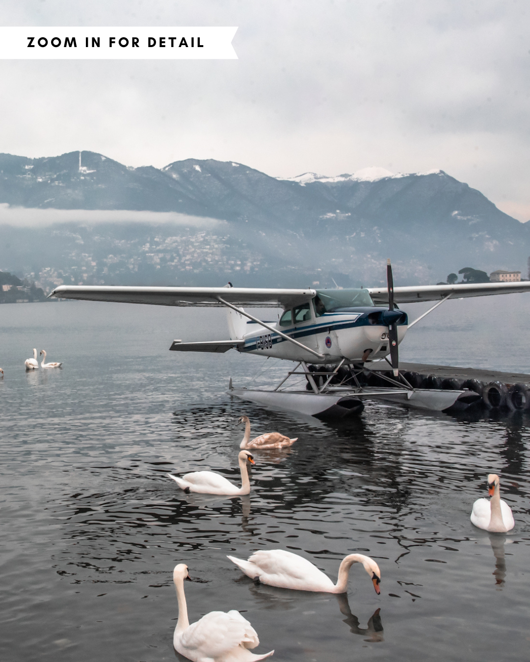 Swan Dive on Lake Como