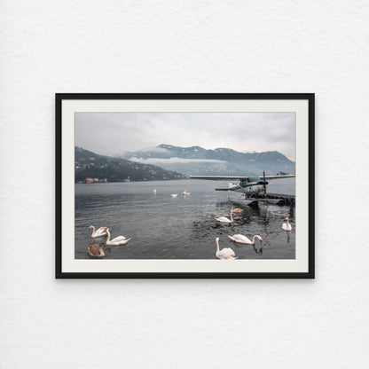 Swan Dive on Lake Como