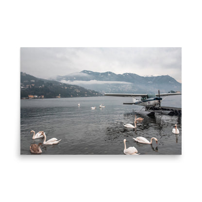 Swan Dive on Lake Como