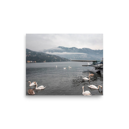 Swan Dive on Lake Como